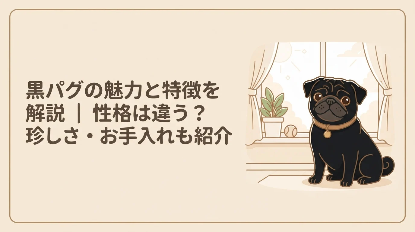 明るい窓辺でつやのある黒い被毛を光らせておすわりする黒パグ