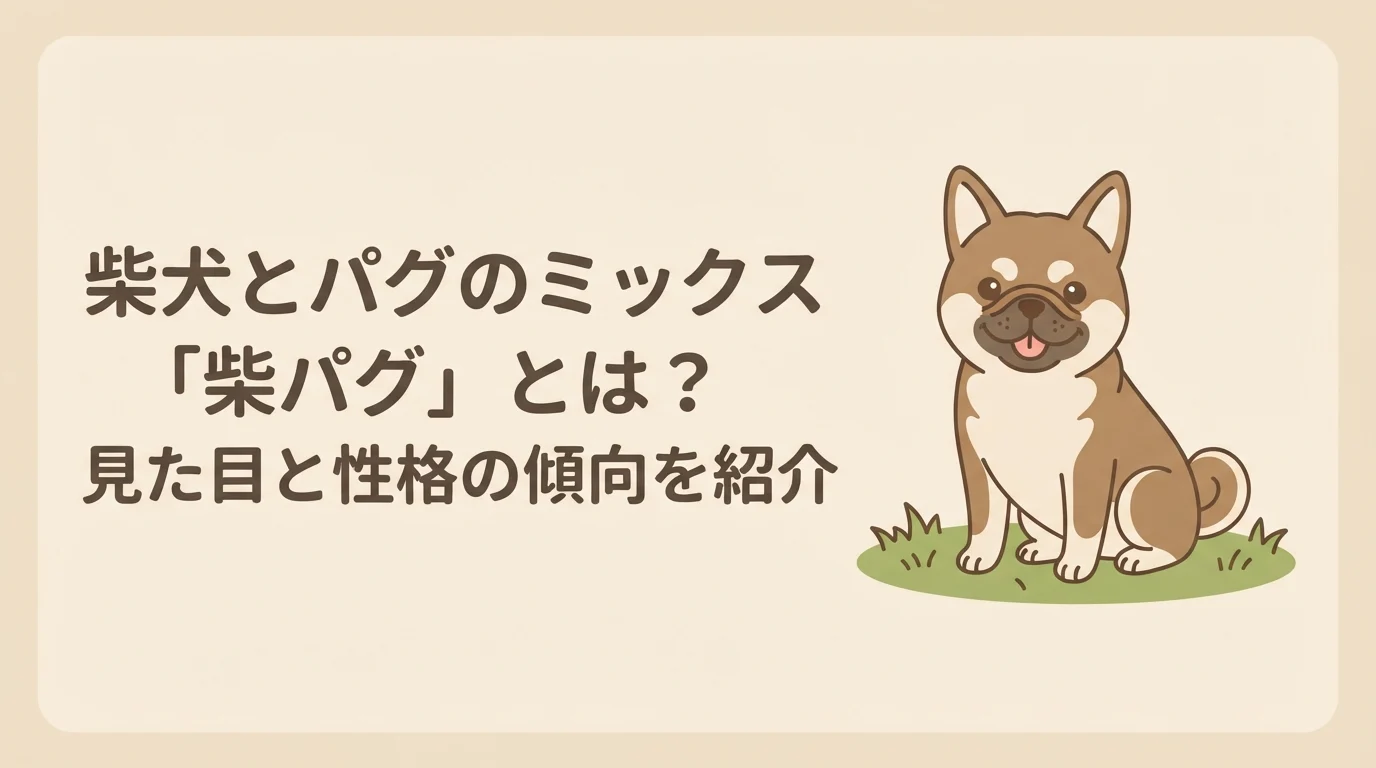 柴犬の立ち耳とパグの鼻ぺちゃな顔立ちをあわせ持つミックス犬が芝生でおすわりする様子