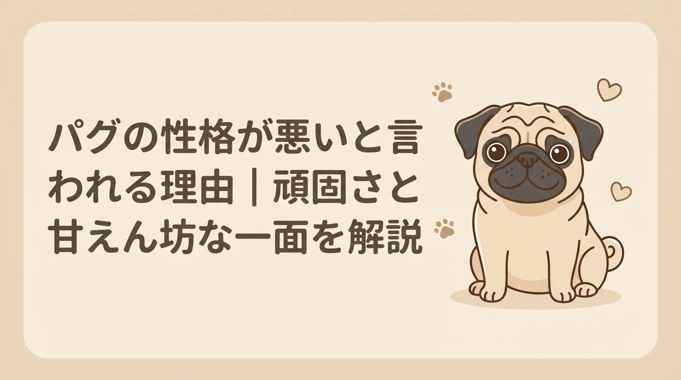 人懐っこい表情でこちらを見つめている、愛らしいパグ