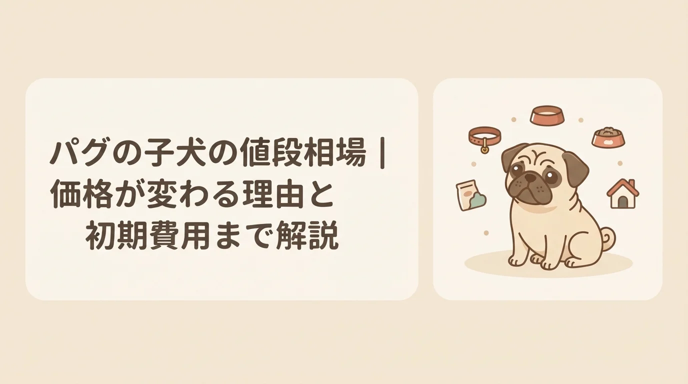 お迎えを待つ、丸みのある愛らしい体つきのパグの子犬