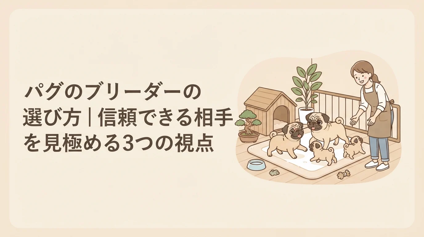 ブリーダーの元へ見学に訪れ、親犬や兄弟犬たちと元気に触れ合っている愛らしいパグの子犬