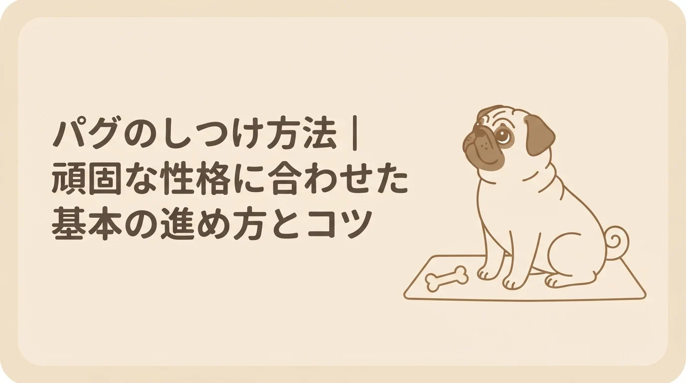 おすわりをして飼い主を見上げる、しつけ中の様子のパグ