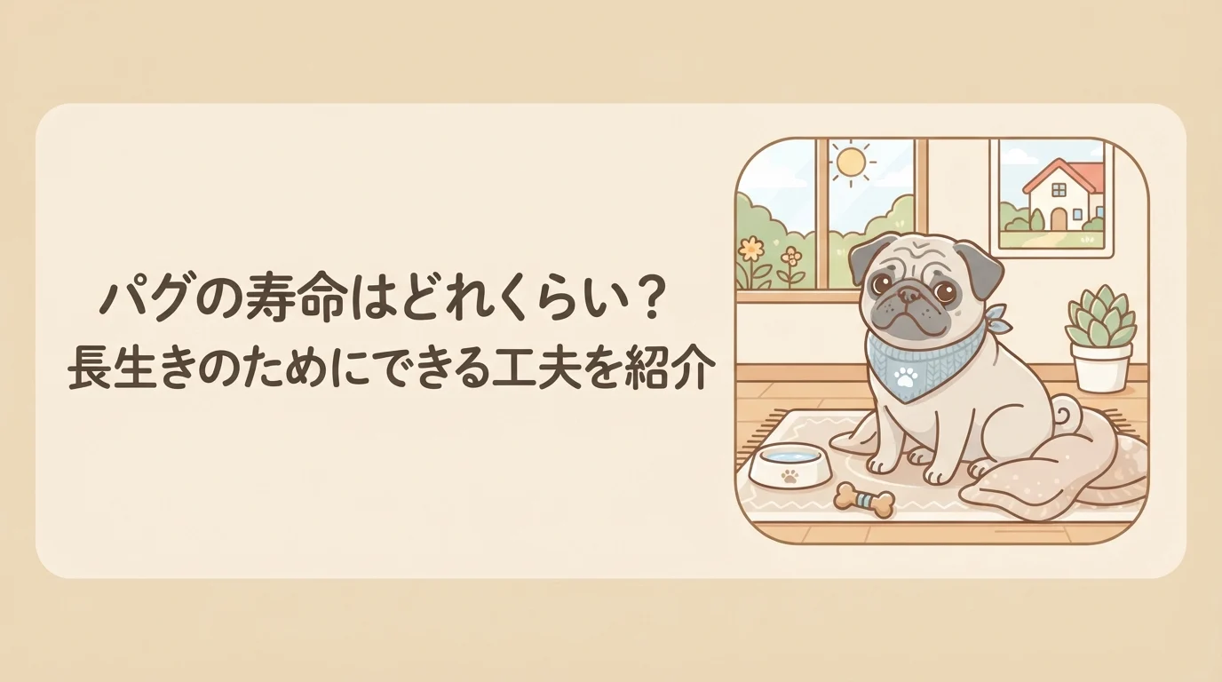 穏やかな表情でゆったり過ごす、シニア期のパグ