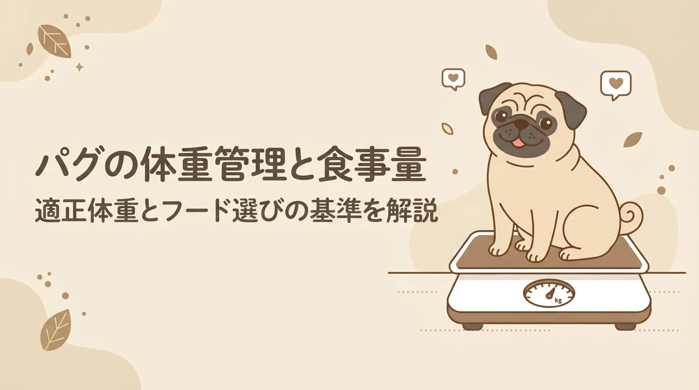 体重計にちょこんと乗って計量を待っている、健康そうなパグ