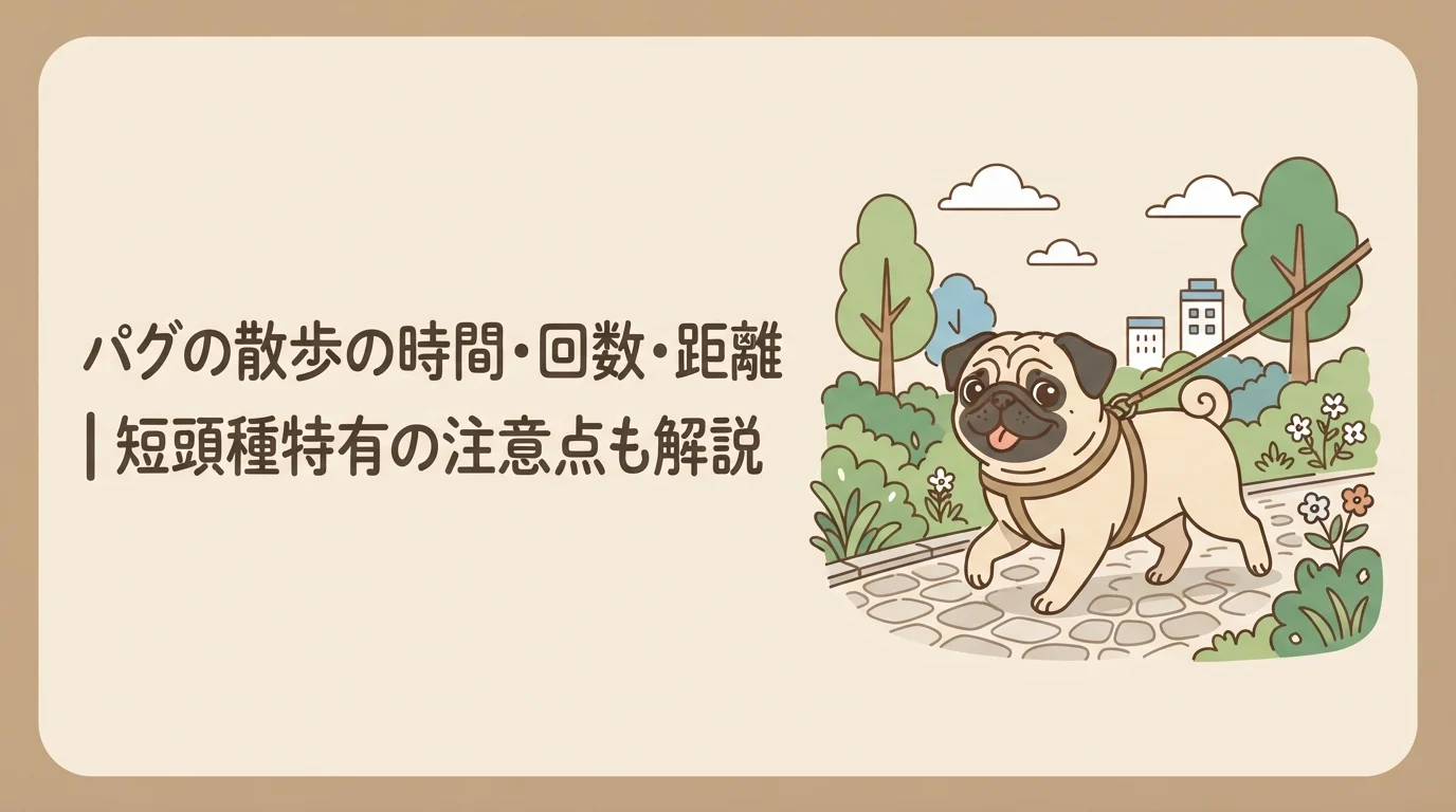 ハーネスをつけて元気よく散歩しているパグ