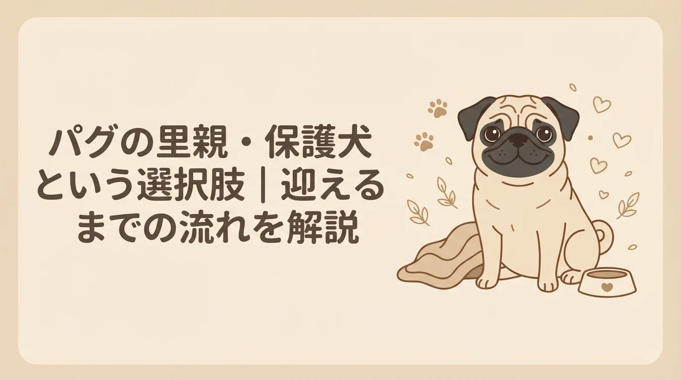 新しい家族を待つように、優しい表情でこちらを見つめている成犬パグ