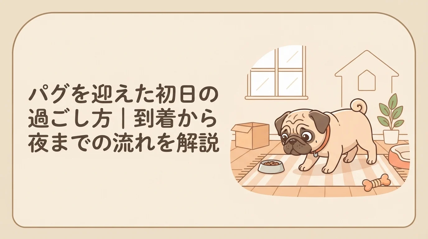 新しい家に到着して、少し緊張しながらも部屋のにおいを嗅いで回っているパグの子犬
