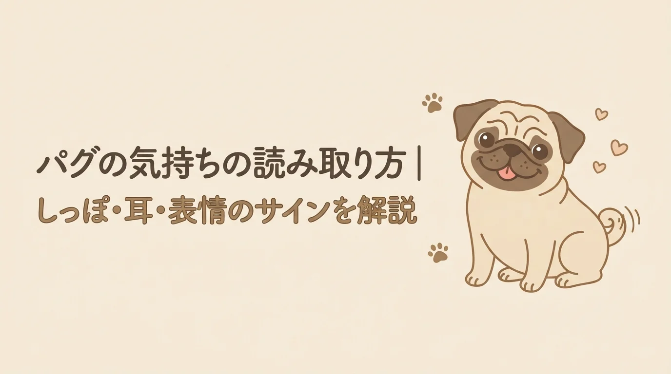 耳を後ろに寝かせ、しっぽを振りながら愛嬌のある表情を見せているパグ