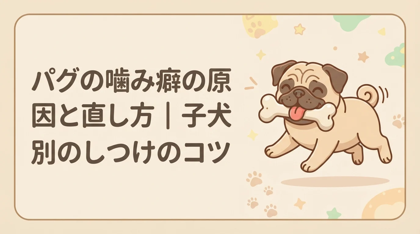 おもちゃを咥えて楽しそうに遊んでいる、元気なパグ