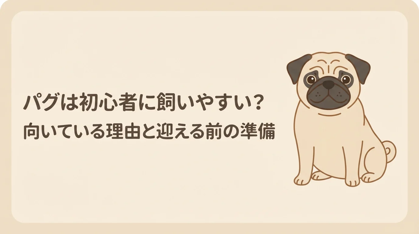落ち着いた様子でこちらを見ている、初心者にも扱いやすそうなパグ