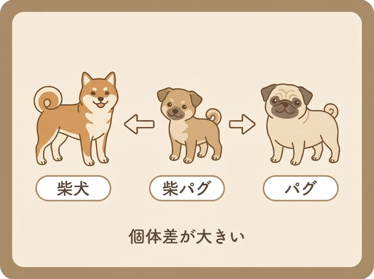 柴犬とパグを掛け合わせたミックス犬が柴パグと呼ばれることを示した図解です。