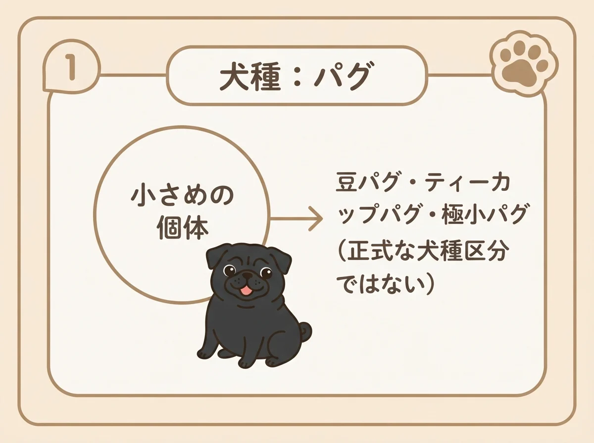 豆パグは犬種パグの中の小さめの個体を指す俗称であることを示した図です。
