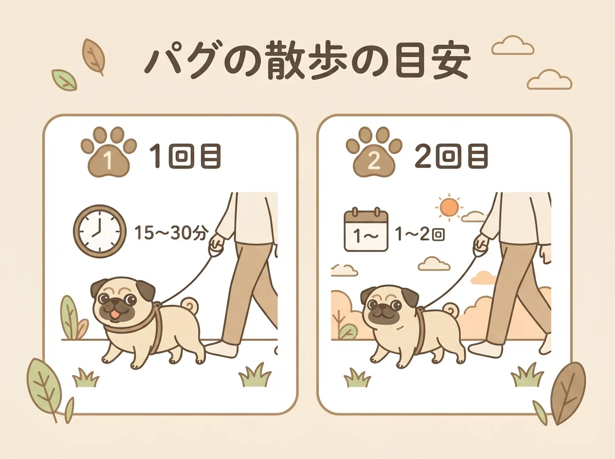 パグの散歩時間・回数の目安（1回15〜30分、1日1〜2回）を示す図解