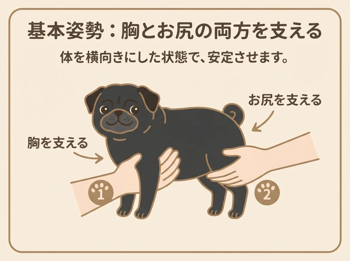 胸とお尻の両方を支える、パグの抱っこの基本姿勢を示した図解