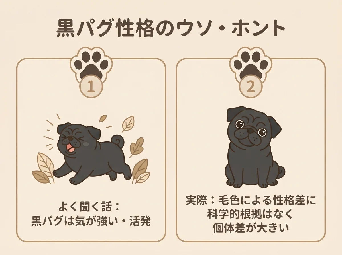 黒パグの性格に関するよく聞く話と実際の違いを整理した対比図です。