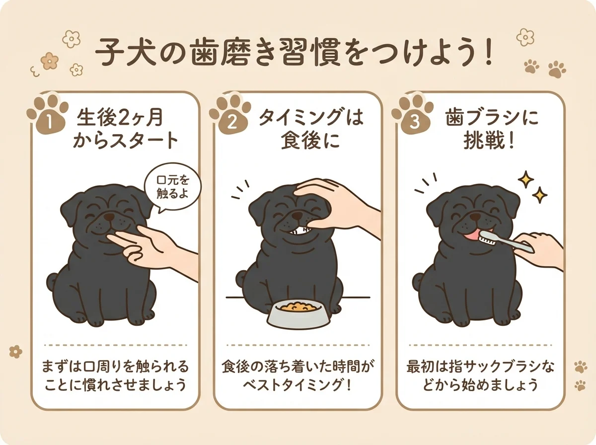 パグの歯磨きを始める時期とタイミング(生後2ヶ月・食後)を示した図解