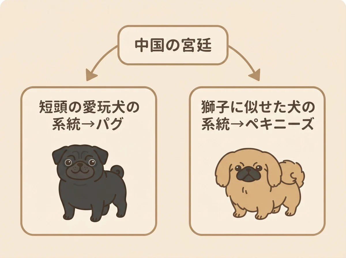 中国の宮廷から二つの系統に分かれてパグとペキニーズが生まれた流れを示す図です。