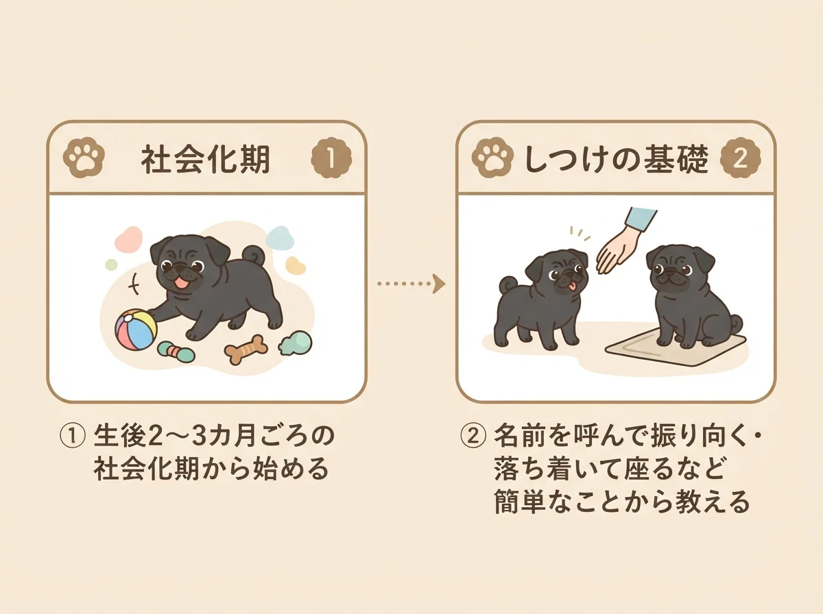 パグのしつけを始める時期と最初のステップ(社会化期から始める→簡単な動作から教える)を示した図解