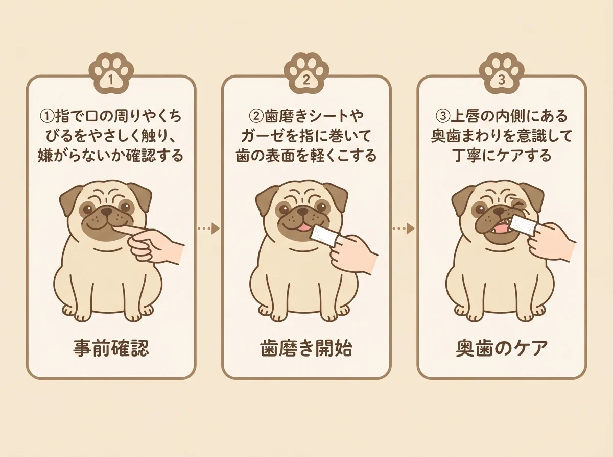パグの歯磨きの基本手順3ステップ(触る→こする→奥歯を仕上げ)を示した図解