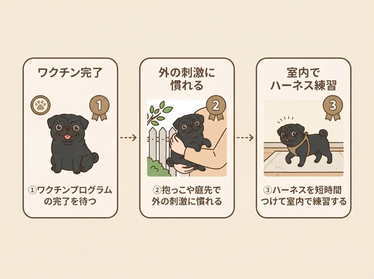 パグの散歩デビューまでの3ステップを示した図解