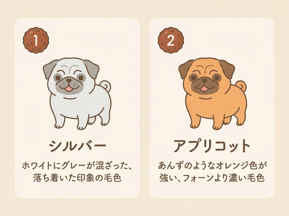 希少なカラーであるシルバーとアプリコットの毛色の違いを示した図解