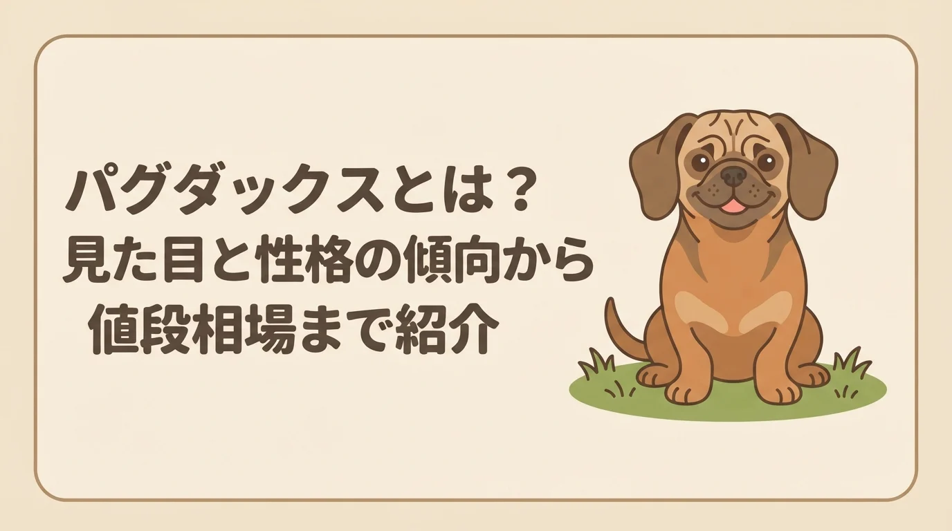 ダックスフンドの胴長な体型とパグの鼻ぺちゃな顔立ちをあわせ持つミックス犬が芝生でこちらを見ている様子