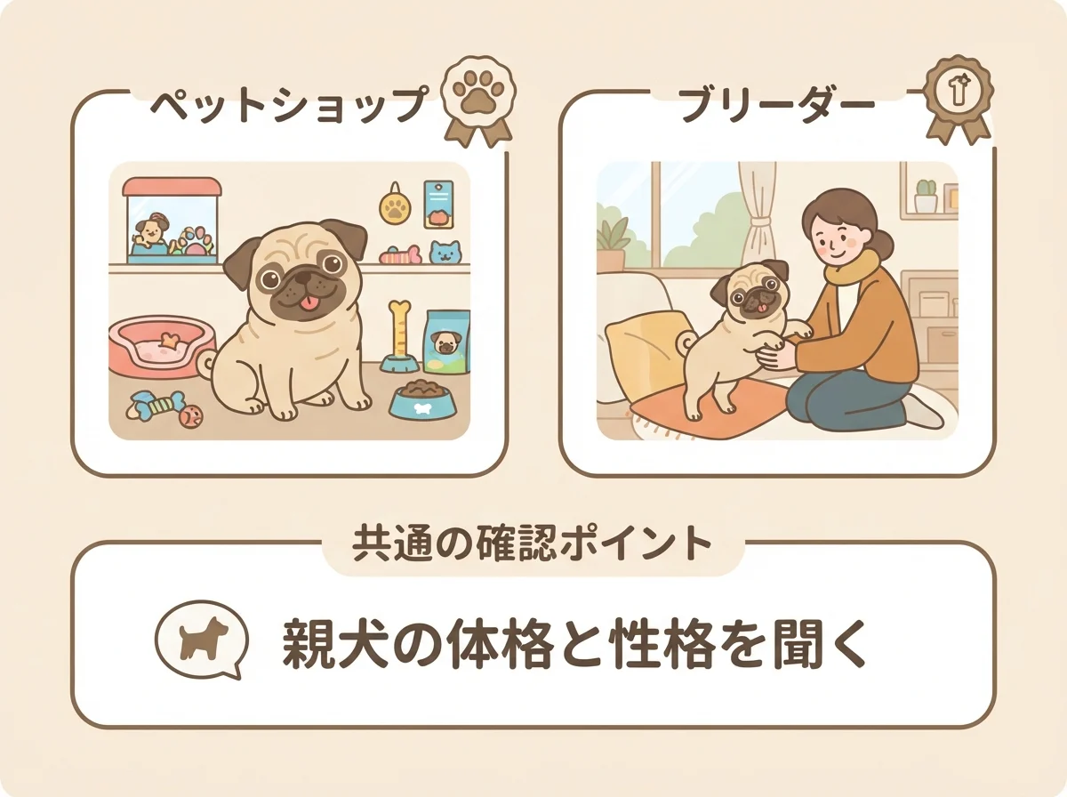パグダックスを迎える方法としてペットショップとブリーダーの2つの選択肢と確認ポイントを示した図解です。