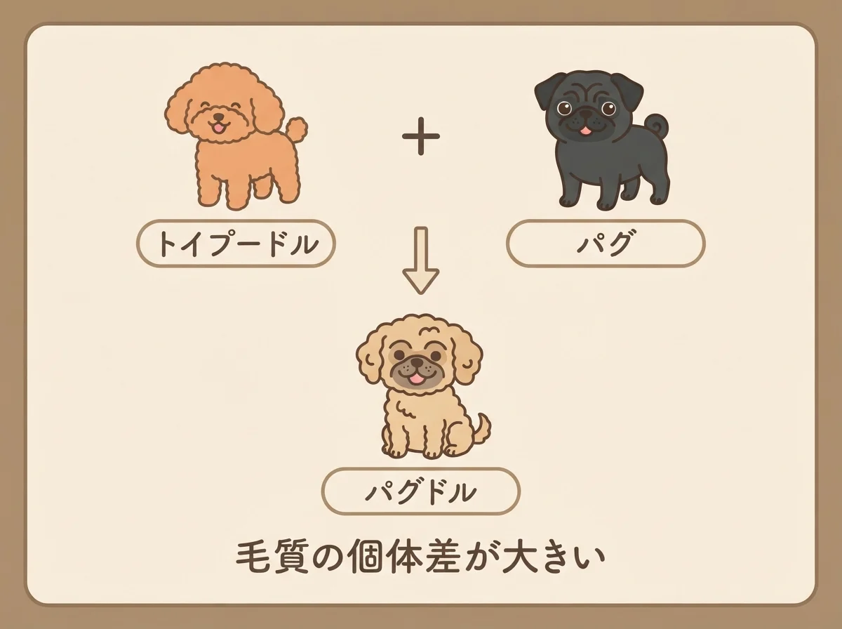 パグとトイプードルを掛け合わせたミックス犬がパグドルとよばれることを示した図解です。